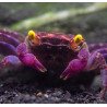 Caranguejo Vampire Purple (Geosesarma dennerle)