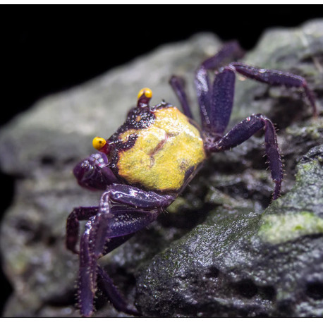 Caranguejo Vampire Purple (Geosesarma dennerle)