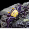 Caranguejo Vampire Purple (Geosesarma dennerle)
