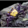 Caranguejo Vampire Purple (Geosesarma dennerle)