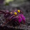 Caranguejo Vampire Purple (Geosesarma dennerle)
