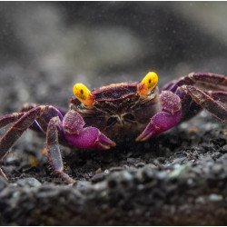 Caranguejo Vampire Purple (Geosesarma dennerle)