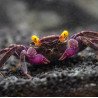 Caranguejo Vampire Purple (Geosesarma dennerle)