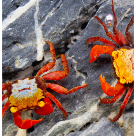 Caranguejo Rainbow Vampire - Geosesarma rouxi