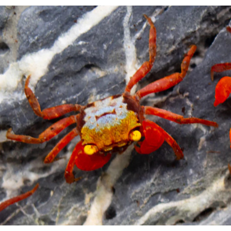 Caranguejo Rainbow Vampire - Geosesarma rouxi