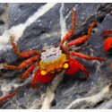 Caranguejo Vampiro Rainbow - Geosesarma riani