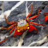 Caranguejo Rainbow Vampire - Geosesarma rouxi