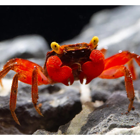 Caranguejo Rainbow Vampire - Geosesarma rouxi