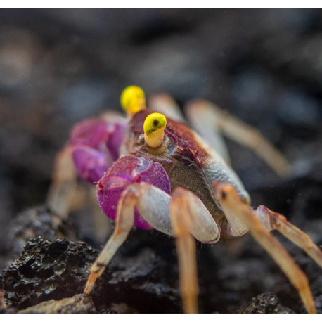 Caranguejo Orchid Vampire - Geosesarma sp. - var. White Leg