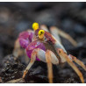 Caranguejo Orchid Vampire - Geosesarma sp. - var. White Leg