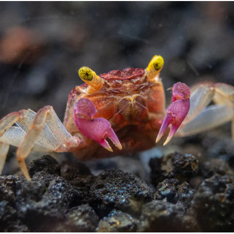 Caranguejo Orchid Vampire - Geosesarma sp. - var. White Leg
