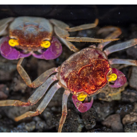 Caranguejo Orchid Vampire - Geosesarma sp. - var. White Leg