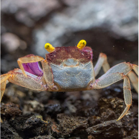 Caranguejo Orchid Vampire - Geosesarma sp. - var. White Leg
