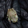 Rã Arborícola Australiana - White's Tree Frog - Litoria caerulea
