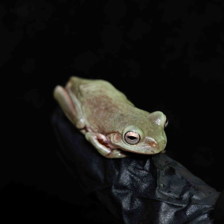 Rã Arborícola Australiana - White's Tree Frog - Litoria caerulea