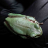 Rã Arborícola Australiana - White's Tree Frog - Litoria caerulea