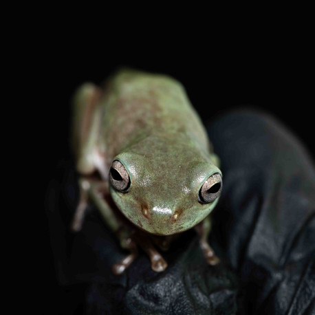 Rã Arborícola Australiana - White's Tree Frog - Litoria caerulea