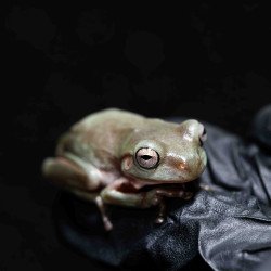 Rã Arborícola Australiana - White's Tree Frog - Litoria caerulea