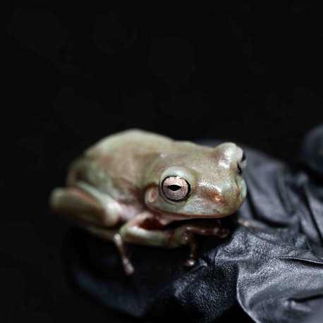 Rã Arborícola Australiana - White's Tree Frog - Litoria caerulea