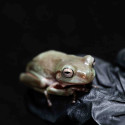 Rã Arborícola Australiana - White's Tree Frog - Litoria caerulea