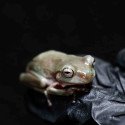 Rã Arborícola Australiana - White's Tree Frog - Litoria caerulea