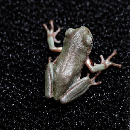 Rã Arborícola Australiana - White's Tree Frog - Litoria caerulea