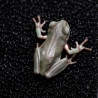 Rã Arborícola Australiana - White's Tree Frog - Litoria caerulea