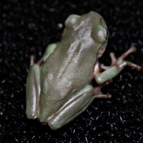 Rã Arborícola Australiana - White's Tree Frog - Litoria caerulea