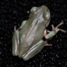 Rã Arborícola Australiana - White's Tree Frog - Litoria caerulea