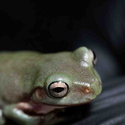 Rã Arborícola Australiana - White's Tree Frog - Litoria caerulea