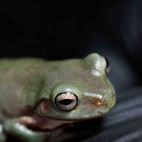 Rã Arborícola Australiana - White's Tree Frog - Litoria caerulea