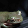 Rã Arborícola Australiana - White's Tree Frog - Litoria caerulea