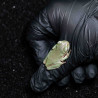 Rã Arborícola Australiana - White's Tree Frog - Litoria caerulea