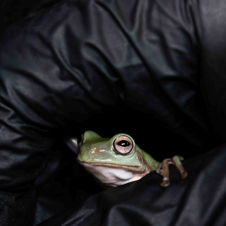 Rã Arborícola Australiana - White's Tree Frog - Litoria caerulea