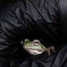 Rã Arborícola Australiana - White's Tree Frog - Litoria caerulea