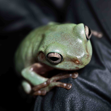 Rã Arborícola Australiana - White's Tree Frog - Litoria caerulea
