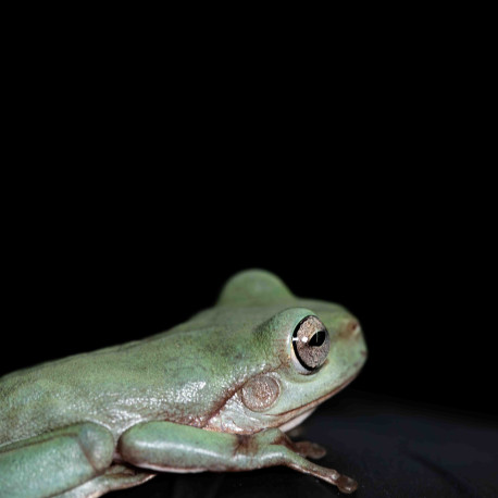 Rã Arborícola Australiana - White's Tree Frog - Litoria caerulea