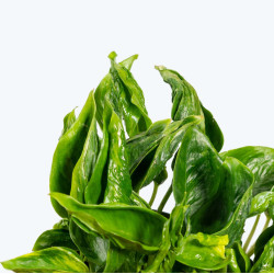 Epipremnum aureum Shangrila 'Sleeping Pothos'