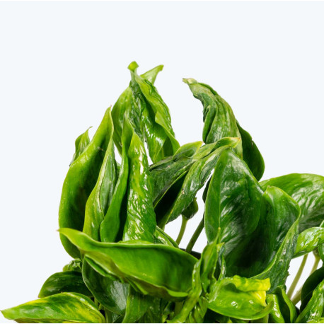 Epipremnum aureum Shangrila 'Sleeping Pothos'