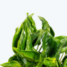 Epipremnum aureum Shangrila 'Sleeping Pothos'