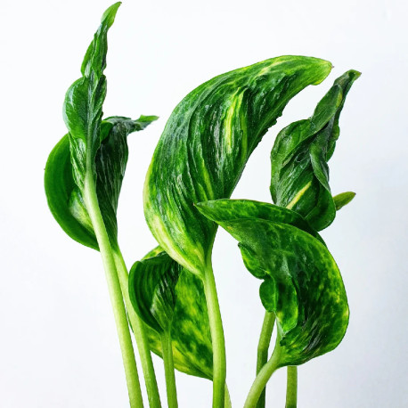 Epipremnum aureum Shangrila 'Sleeping Pothos'
