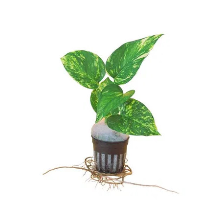 Epipremnum aureum 'Golden Pothos' (Jibóia)