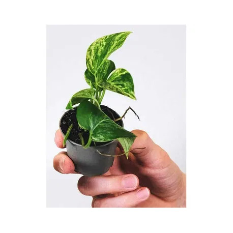 Epipremnum aureum 'Golden Pothos' (Jibóia)