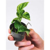 Epipremnum aureum 'Golden Pothos' (Jibóia)