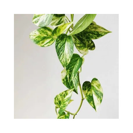 Epipremnum aureum 'Golden Pothos' (Jibóia)