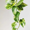 Epipremnum aureum 'Golden Pothos' (Jibóia)