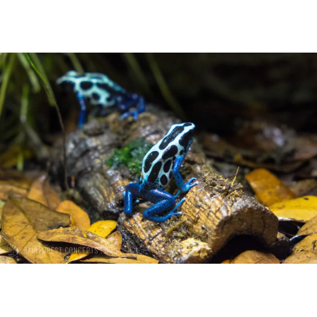 Placas de Cortiça - Meia Lua - TRIXIE