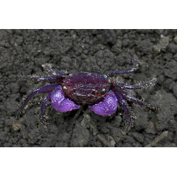 Caranguejo Vampiro Pitaya - Geosesarma sp.