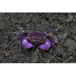 Caranguejo Vampiro Pitaya - Geosesarma sp.