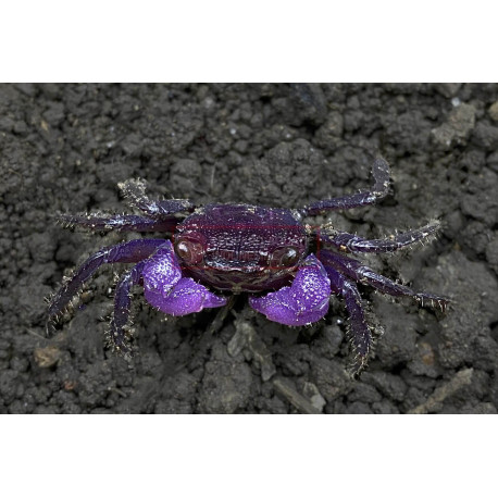 Caranguejo Vampiro Pitaya - Geosesarma sp.